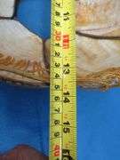 14" caramel slag glass shade with beaded fringe.  Very good condition.
