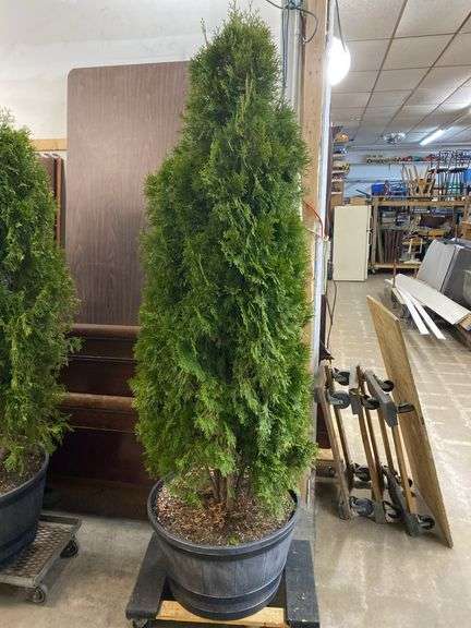 Arborvitae tree approx. 78" tall