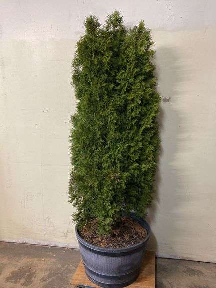 Arborvitae tree - approx. 69" tall, potted