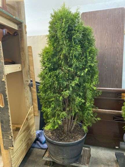 Arborvitae tree approx. 70" tall