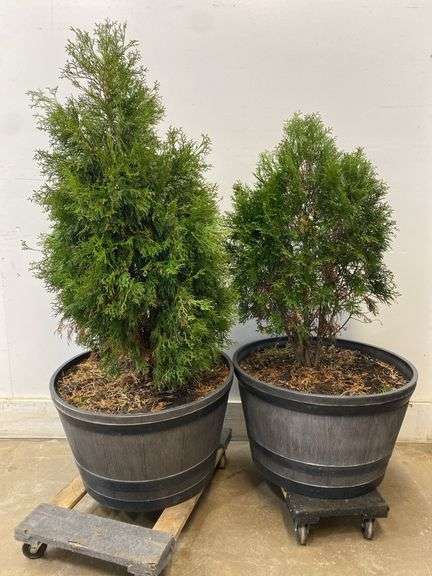 Pair of arborvitae trees 36" and 44" tall - plant as your 2024 remembrance Christmas trees!