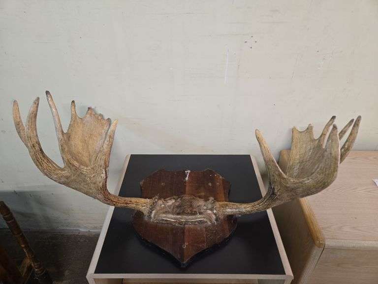Mounted Moose Antlers on Plaque.