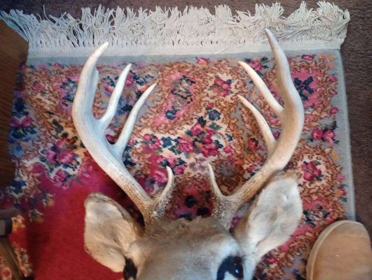 Deer head