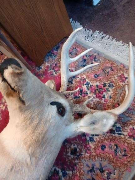Deer head