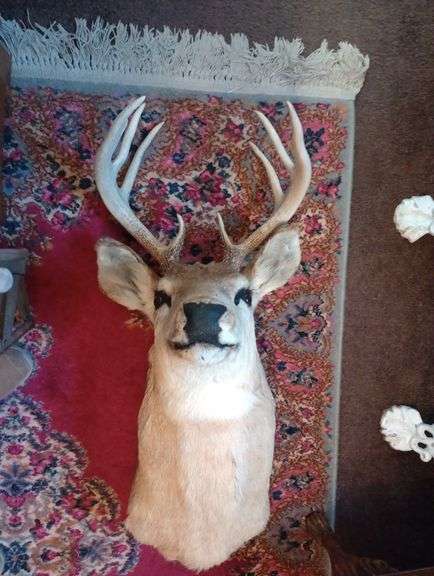 Deer head