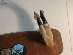 Mounted deer hooves 20 x 16
