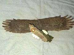 TED BLAYLOCK "SUNSET SOLITUDE" EAGLE WALL HANGING