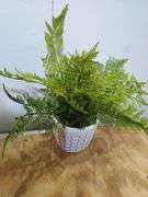 Garden home decor. 4e