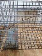 Animal trap. 7e