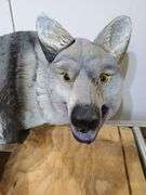 Faux coyote. 7c