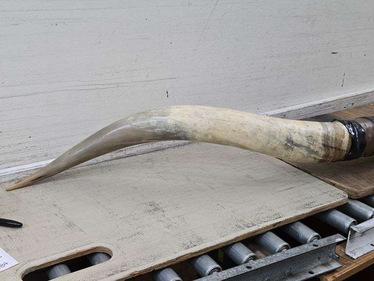 Mounted Bull Horns. 21C