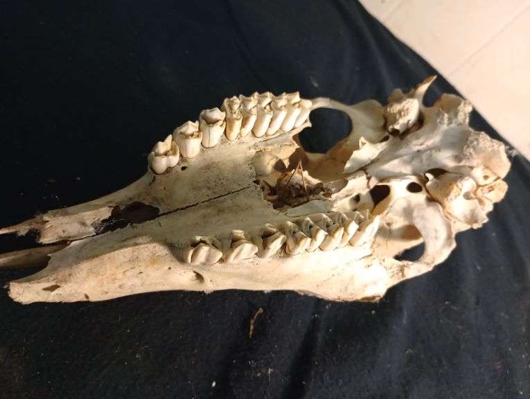 White tail deer skull
