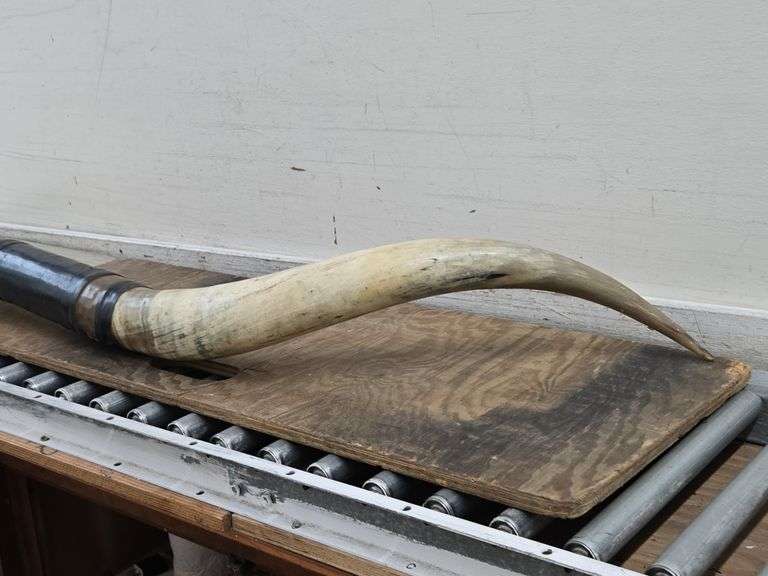 Mounted Bull Horns. 21C