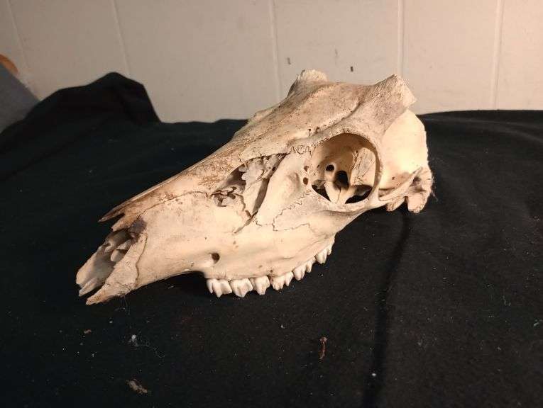 White tail deer skull