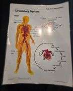Upper Elementary/Jr High Educational Materials including books. See all photos.