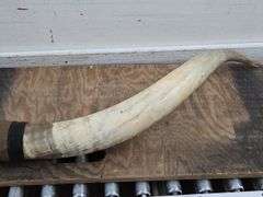 Mounted Bull Horns. 21C