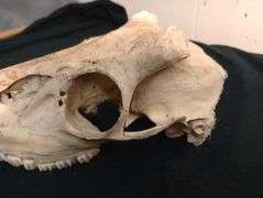 White tail deer skull