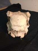 White tail deer skull