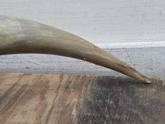 Mounted Bull Horns. 21C