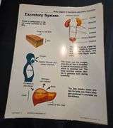 Upper Elementary/Jr High Educational Materials including books. See all photos.