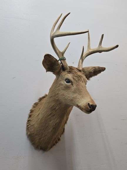 Mounted Deer Head (BIN $75)