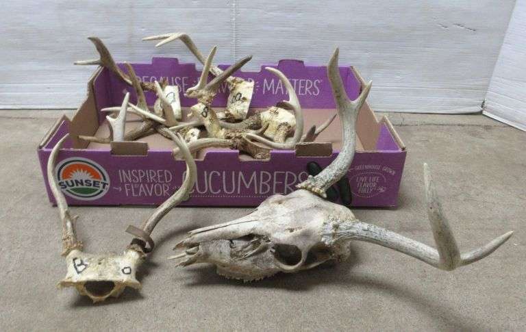 (7 1/2) Deer Racks, all different sizes and shapes, in good condition ...