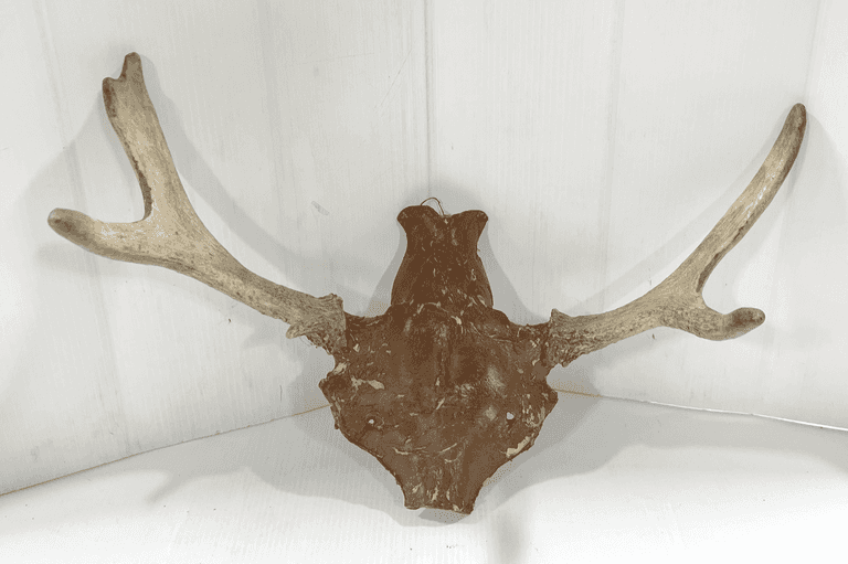 Moose rack, 3 x 2, fair - Albrecht Auction Service