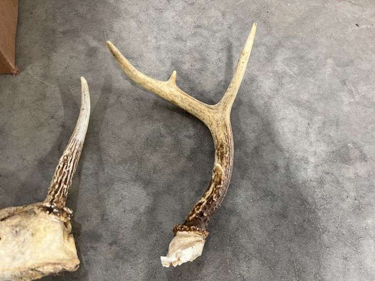 (10) Decorative deer racks in a box, fair - Albrecht Auction Service