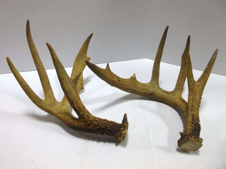 12 Point Deer Rack 12-Point rack from the 1960s, holes punched for authentic buck rattle ...
