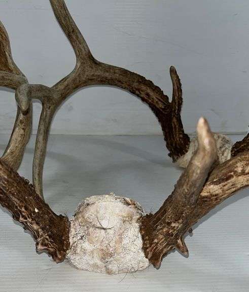 (5) Whitetail deer racks, includes: Three- 8-points, and Two- 10-points ...