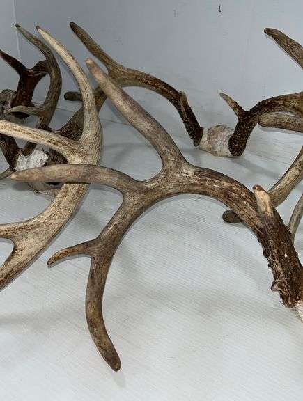 (5) Whitetail deer racks, includes: Three- 8-points, and Two- 10-points ...