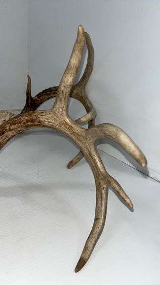 (5) Whitetail deer racks, includes: Three- 8-points, and Two- 10-points ...