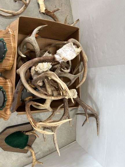 (12) Whitetail deer racks, good - Albrecht Auction Service