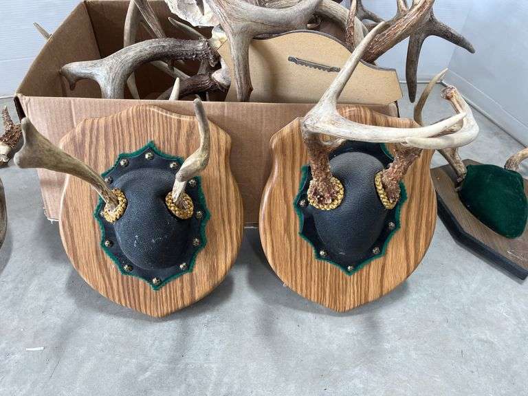 (12) Whitetail deer racks, good - Albrecht Auction Service