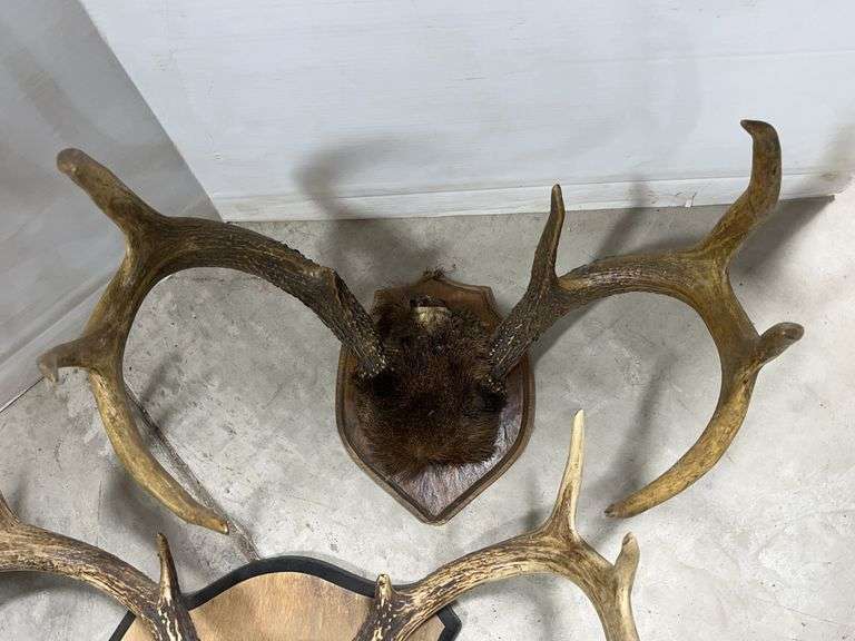 (4) Mounted deer racks: 1- with velvet, up to 20