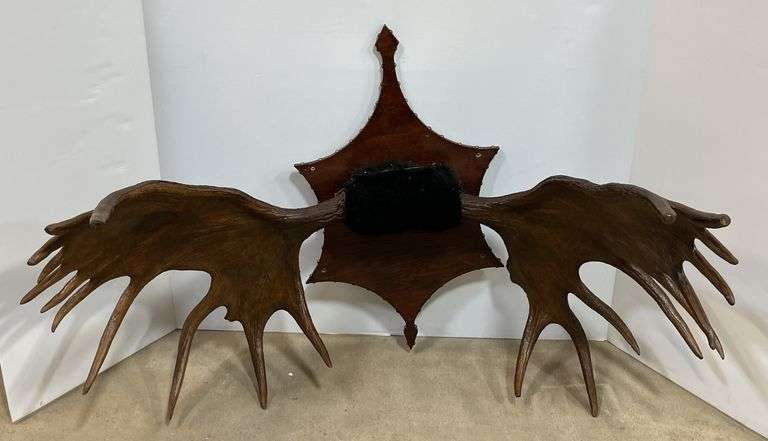 Alaskan moose rack, bear fur wrapped, overall- 50