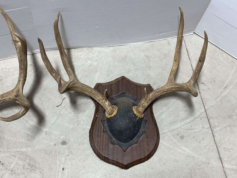 (2) Large deer racks, up to 18