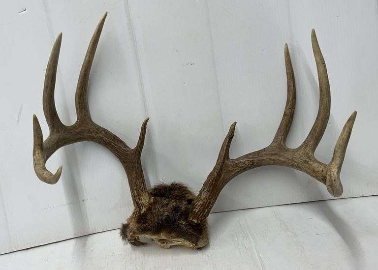12 Point Deer Rack 10-Point Deer Rack, TN857 - Albrecht Auction Service