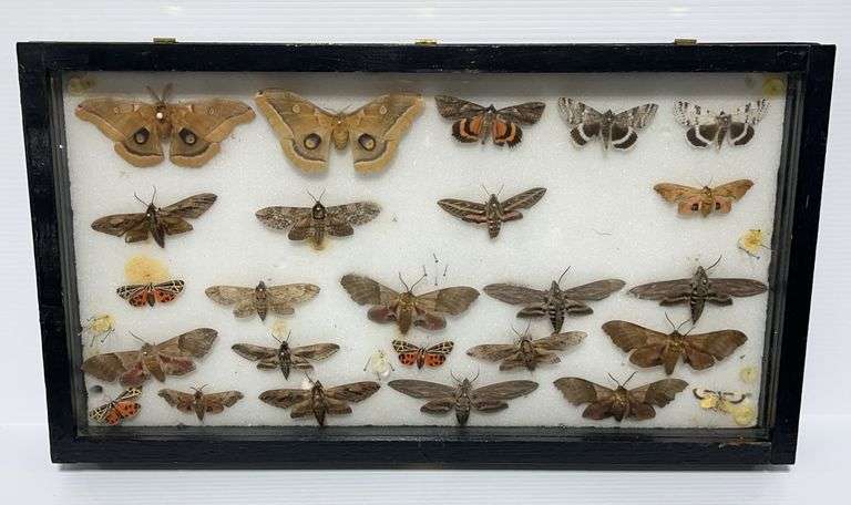 Butterfly Insect Box Butterfly Display Box Insect Shadow Box: (25) Butterflies (Real ...