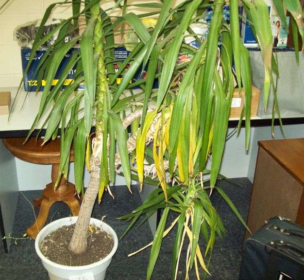 Palm Tree