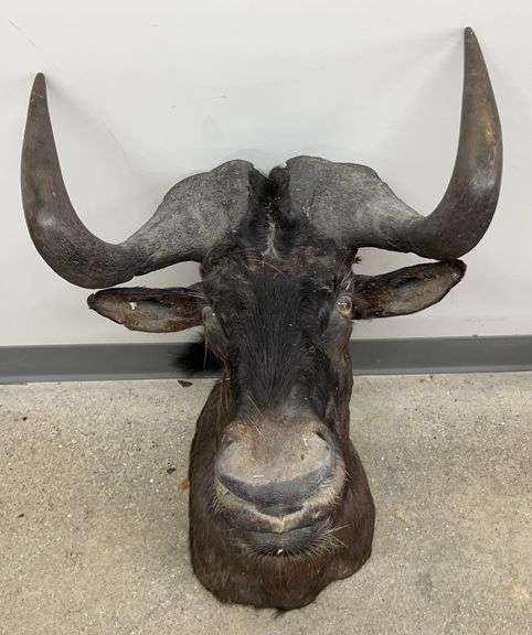 Namibia Black Wildebeest, TN492