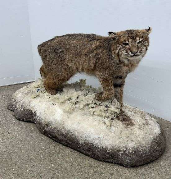 Michigan Bobcat, TN443