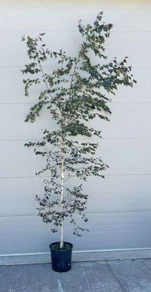 Royal Frost Birch tree
