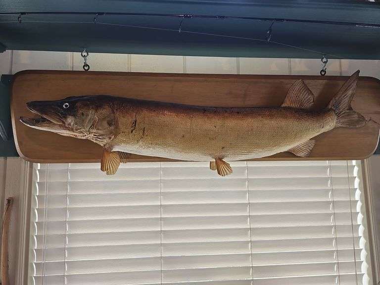 Vintage Trophy Catch Mount