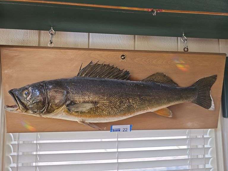 Vintage Trophy Catch Mount