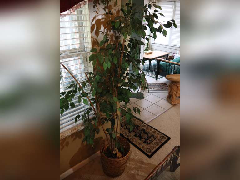 Faux Ficus Tree