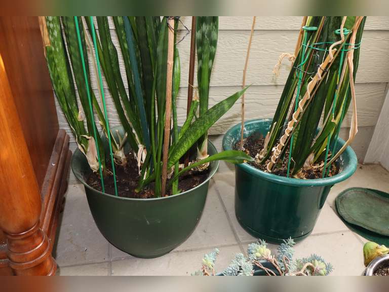 Live Snake Plants