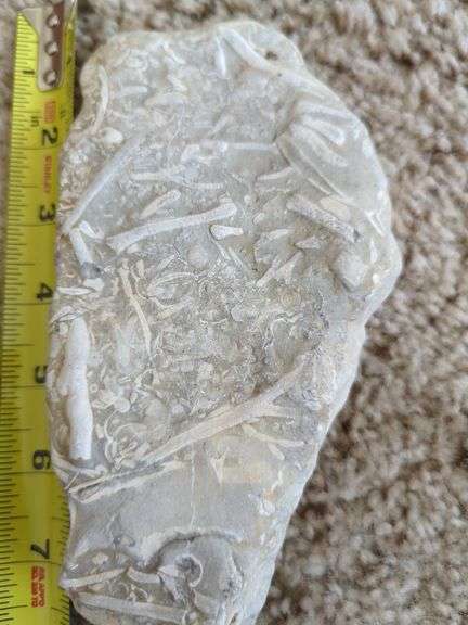 Fossil Specimen Auction Ohio