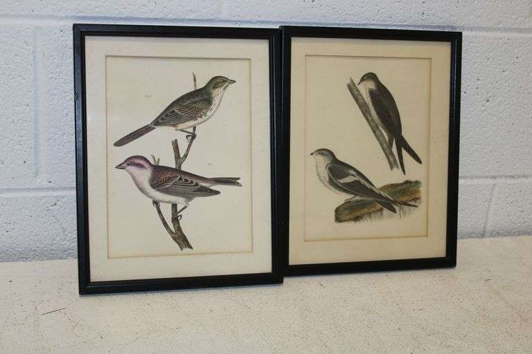 Bird Prints