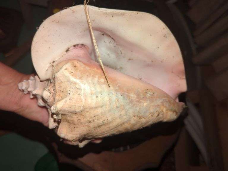 Conch Shell